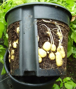 PotatoPot®