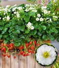 Erdbeere 'Summer Breeze Snow'