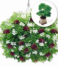 Hänge-Geranien 'Royal Night®'