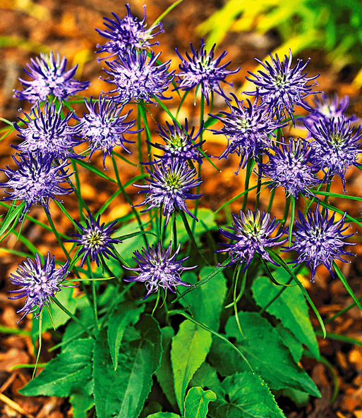 Phyteuma 'Alpina'
