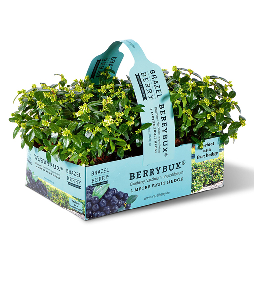 Die Heidelbeer-Hecke „BERRYBUX“ Bei Lieferung: Als Paket mit 3 Pflanzen mit gelben Blüten je im 10,5 cm Topf.