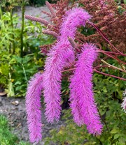 Sanguisorba 'Lilac Squirrel'
