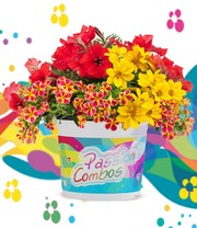 Sommerblumen-Mix 'Passion Combos Sunset'
