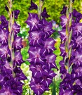Gladiole 'Flirty'