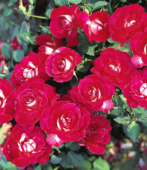 Bordüre-Rose 'Vive®'