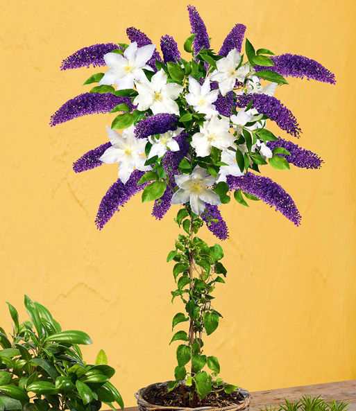 Buddleia-Stämmchen mit Clematis