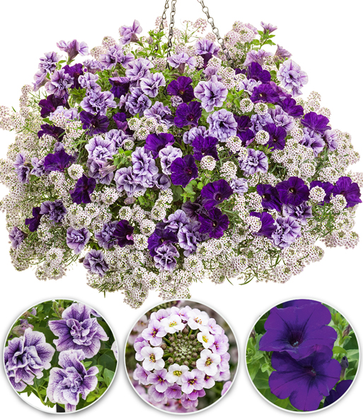 Sommerblumen-Mix 'Purple Lace®'