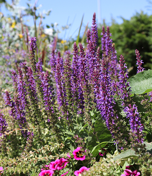 Link zum YouTube Video 3844_Salvia 'Pink Profusion'