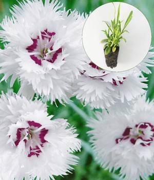 Dianthus 'Double White'