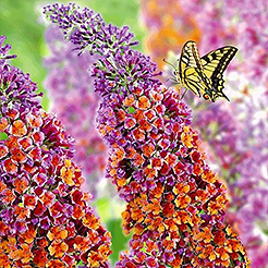 Sommerflieder/Buddleia