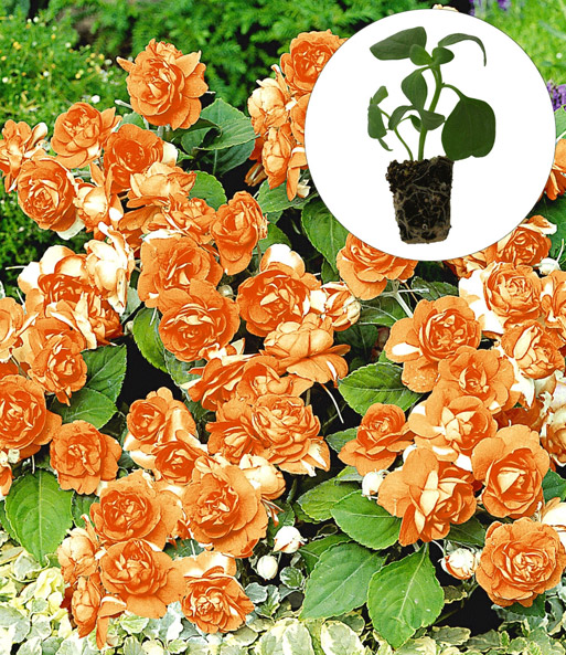 Doppelt gefüllte Impatiens 'Orange'