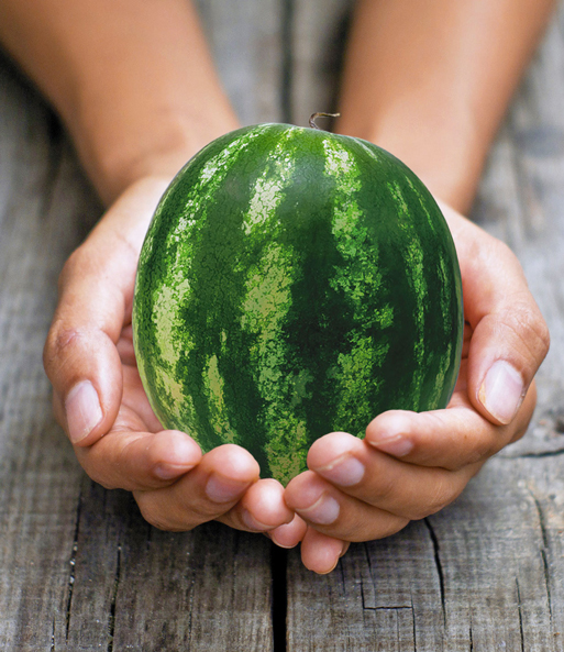 Eine Mini-Wassermelonen 'Mini Love' F1 wird in einer Schale aus zwei Händen gehalten.