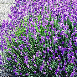 Lavendel