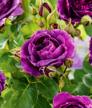 Beetrose 'Minerva®'
