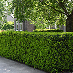 Eibe/Taxus