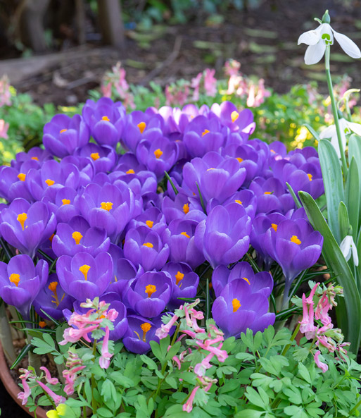 Riesen-Krokus 'Aqua'