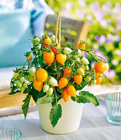 Niedrige Topf-Tomaten 'Funnyplums® Golden Orange' F1