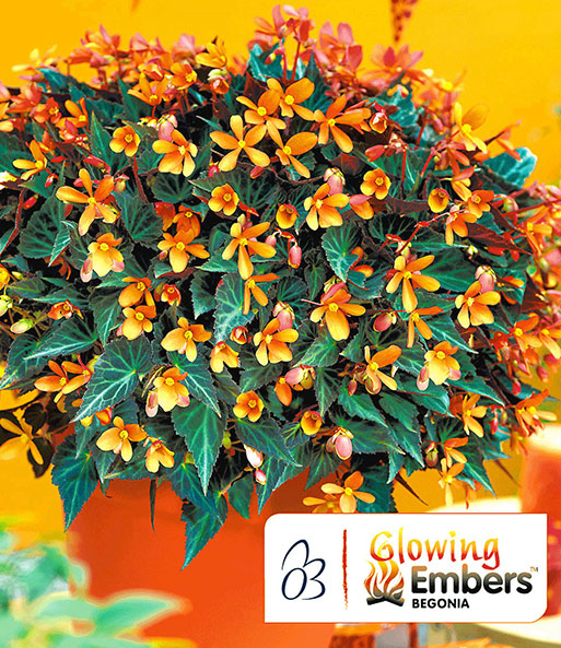 Begonie 'Glowing Embers®'