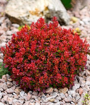 Berberis 'Lutin Rouge®'