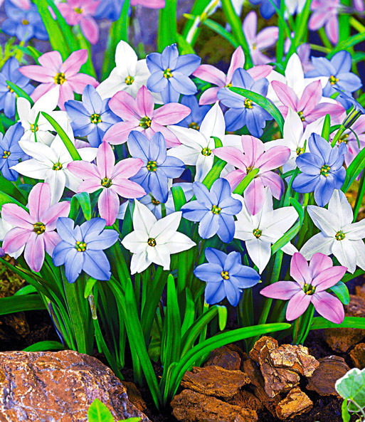 Ipheion 'Spring Mix'