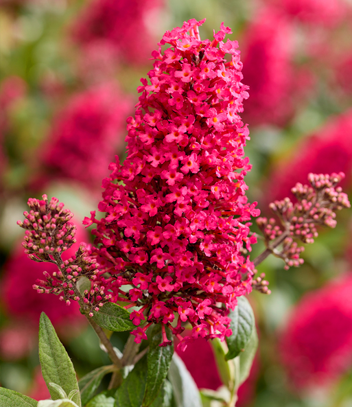 Zwerg-Schmetterlingsflieder 'Candy® Little Bubblegum'
