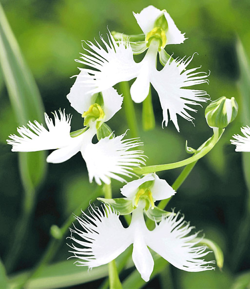 Die blütenform der weißen Vogelblume „Habenaria Radiata“ erinnern an fliegende Vögel mit ausgestreckten Flügeln.