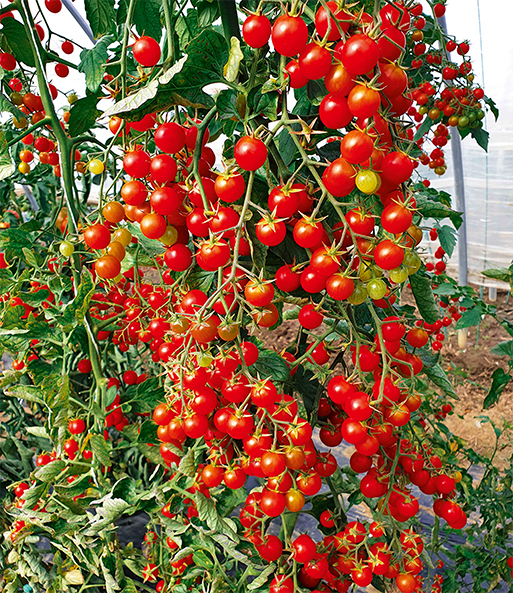 Snack-Tomate 'Perlino rot'