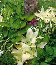 Hosta-Mix 'Exklusiv'