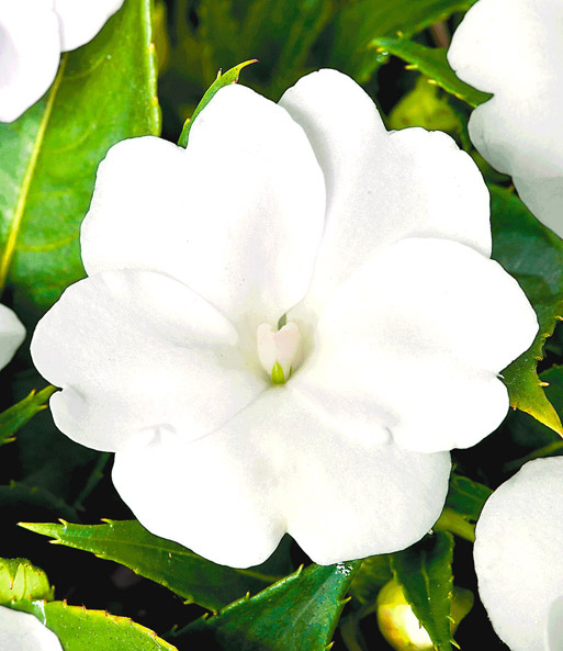 Impatiens 'SunPatiens®' 'White'