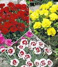 Gartennelken-Kollektion