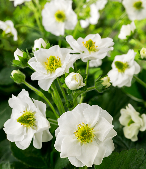 Erdbeere 'Summer Breeze Snow'