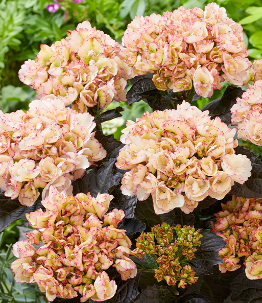 Freiland-Hortensie 'Midnight Pearl®'