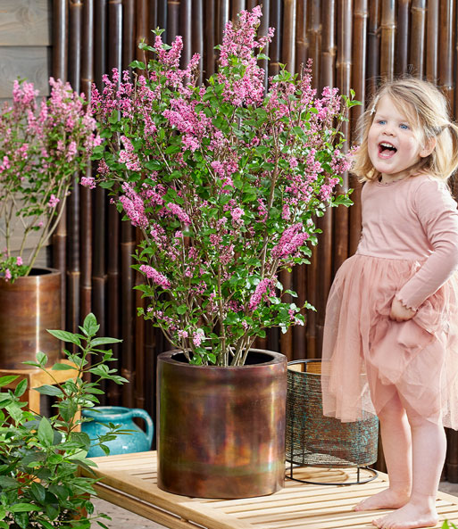 Zwerg Flieder 'Little Rosie®'