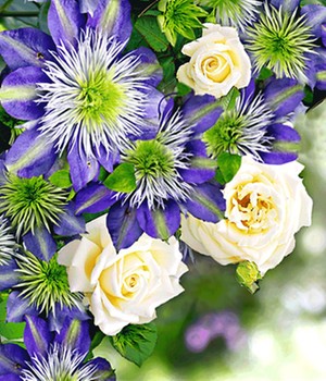 Set Clematis 'Crystal Fountain TM' & Rose 'Blanche Colombe®'