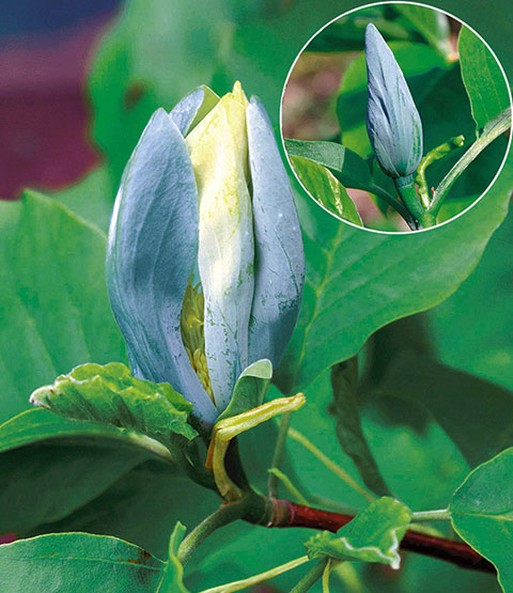 Magnolien-Sortiment zum Vorteilspreis