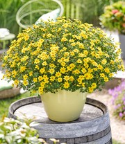 Bidens 'Yellow Sunshine®'