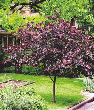 Cercis 'Forest Pansy'