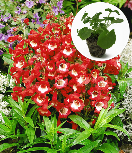 Bartfaden 'Polaris Red'