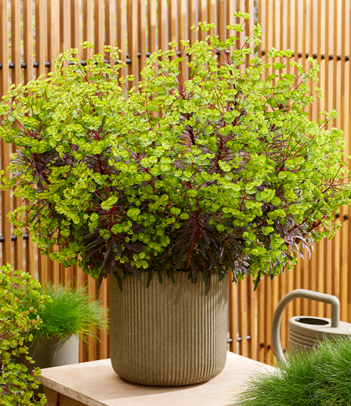 Euphorbia 'Miners Merlot®'