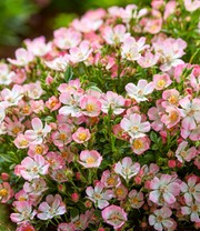 Alpin-Rose 'Cutie Pie®'