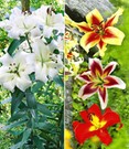 Tree-Lily®-Kollektion 4 Farben