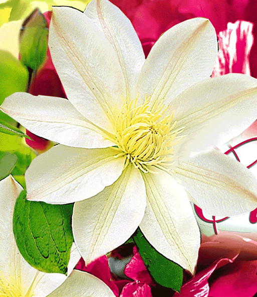 Set 'Madame Le Coultre' & Rose 'Guy Savoy®'