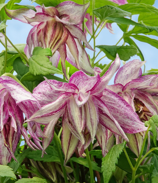 Clematis 'Pink Surprise®', im 2-Liter Topf