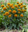 Echinacea 'Drumsticks® Gold'