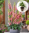 Digitalis 'Arctic Fox®'
