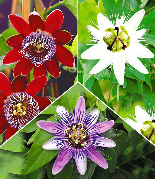 Kollektion 'Passionsblumen-Raritäten'