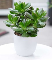 Geldbaum Crassula