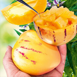 Obst A-Z