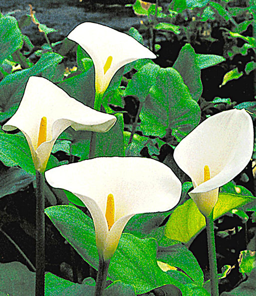Sumpf-Calla