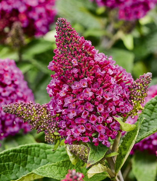 Zwerg-Schmetterlingsflieder 'Little Rockstars®' rot